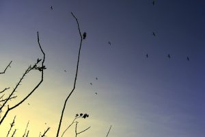 img_0896